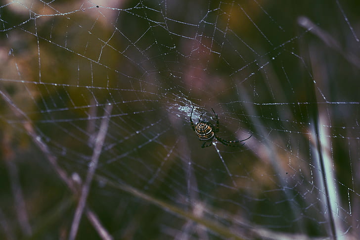 spider, nature, photography, spiderwebs, HD wallpaper