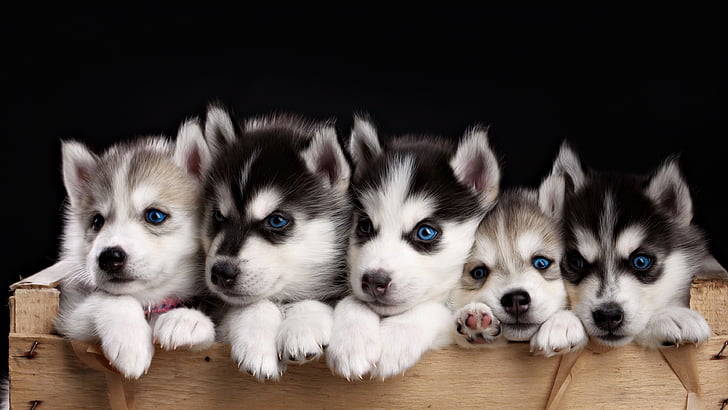 five Siberian husky puppies, puppy, cute animals, 4k