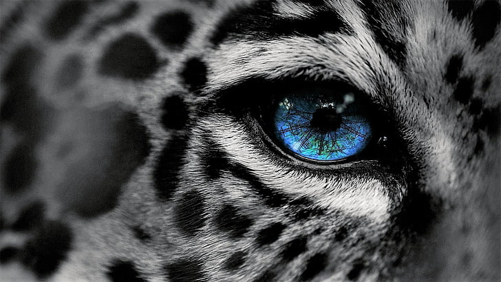 black, wildlife, black and white, beautiful eyes, colorful, HD wallpaper