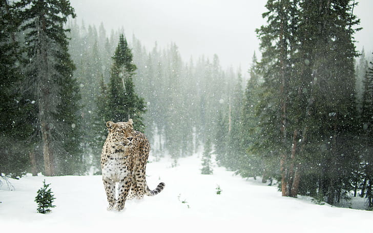 snow, leopard, persian, winter