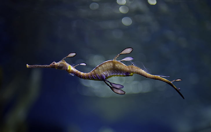 brown and beige water leaf seahorse, photography of animal, nature, HD wallpaper