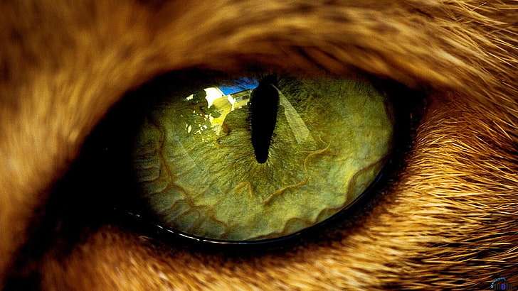animal eye, eyes, cat, animals, mammal, animal themes, one animal, HD wallpaper