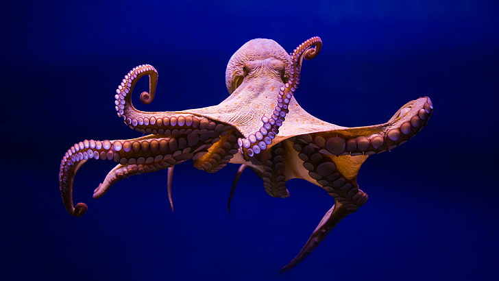 octopus, cephalopod, marine invertebrates, organism, marine biology, HD wallpaper