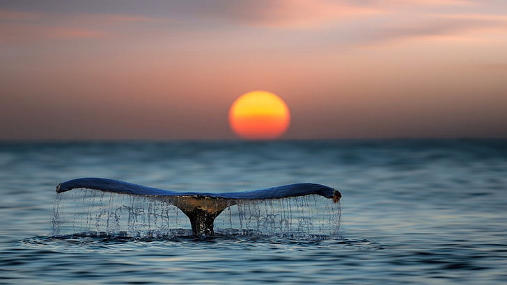 Whale shark tail sunset-High Quality HD Wallpaper, sea, water, HD wallpaper