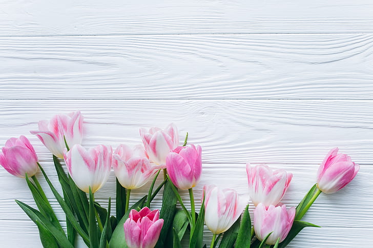 flowers, background, Spring, Tulips, HD wallpaper