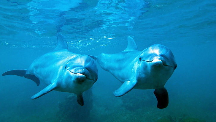 dolphins, underwater, sea, swimming, animal themes, animal wildlife, HD wallpaper