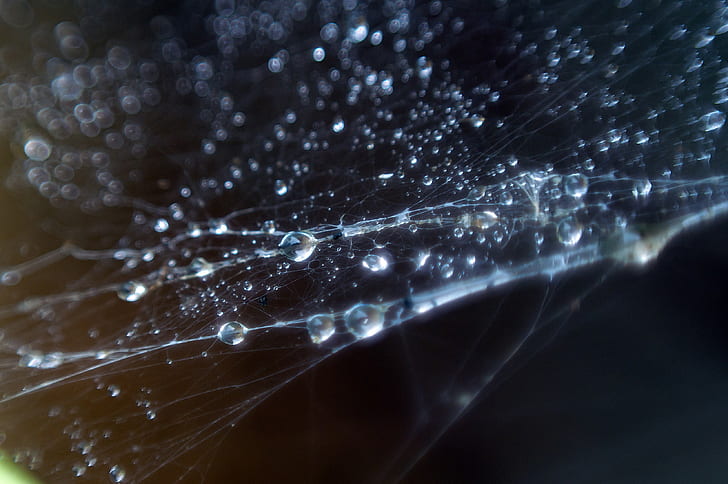 spiderwebs, water drops