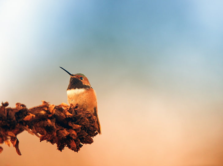 Hummingbird, Autumn, Animals, Birds, Nature, Flower, Small, Sitting, HD wallpaper