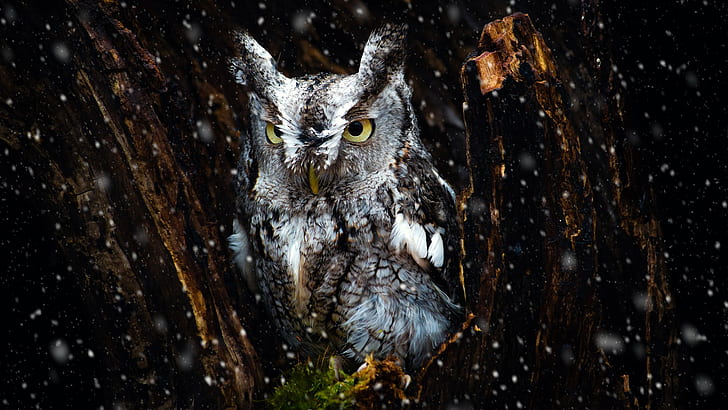 owl, birds, animals, HD wallpaper