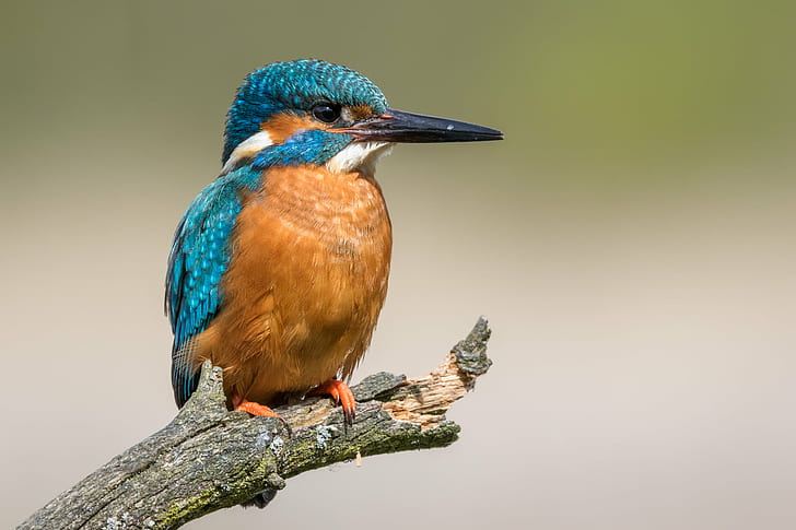 blue and brown bird on tree branch, Common Kingfisher, Eisvogel, HD wallpaper