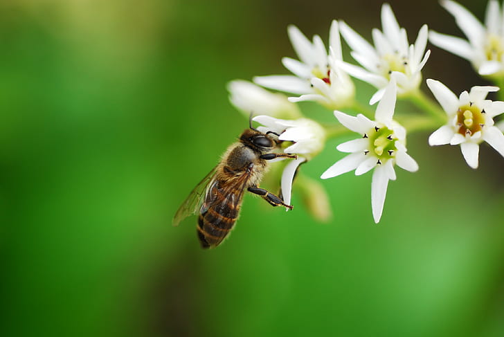 shallow focus photography of bee perched white petaled flowers