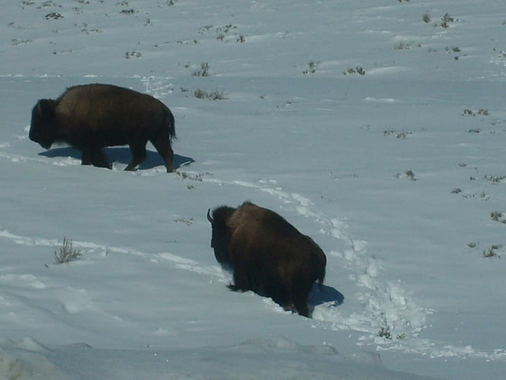 Bison Climbing Up Snowy Hillside., yellowstone, lamar valley