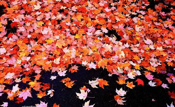 Hd Wallpaper Fall Foliage Seasons Autumn Apple Leaves Tree Iphone Colors Flare - Fall Foliage Wallpaper Iphone