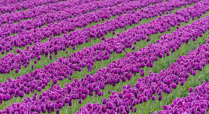 purple tulips field, flowers, series, nature, agriculture, plant