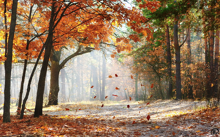 woodland, nature, fall, leaves, trees, autumn, plant, forest