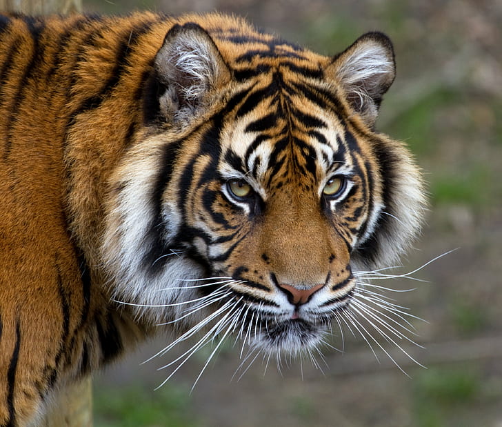 close-up photo of tiger, sumatran tiger, sumatran tiger, Dudley  Zoo