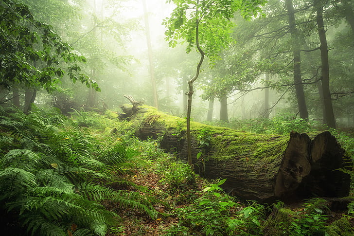 green leafed tree near brown fallen tree surrounded by tall trees during fog day, HD wallpaper