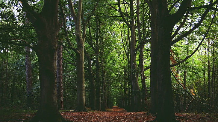 forest, path, trees, plant, tree trunk, land, tranquility, growth, HD wallpaper