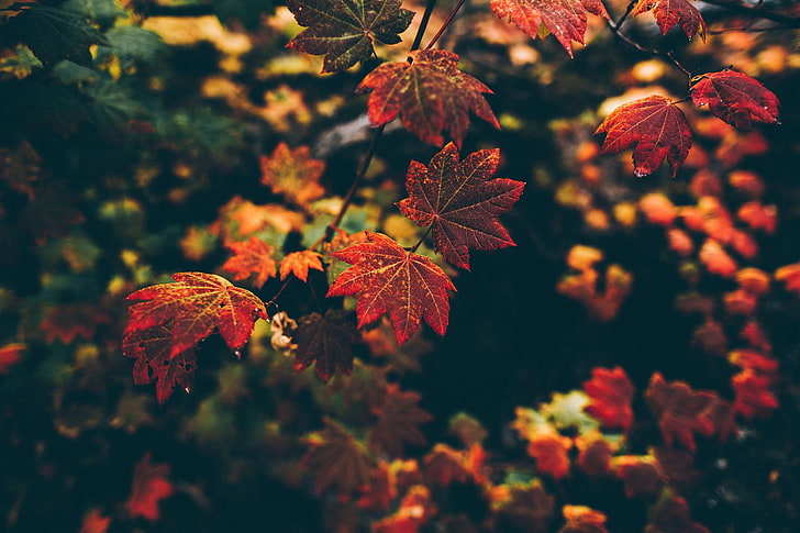 leaves, nature, fall, filter, depth of field, plant, leaf, plant part