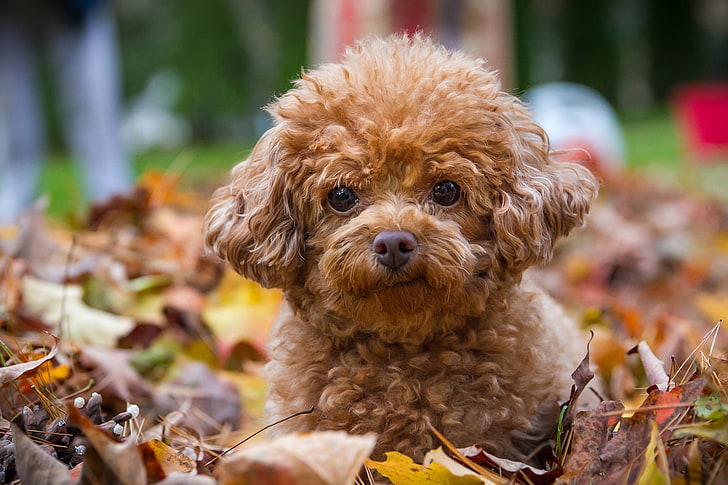 red toy poodle puppy y, dog, leaves, pets, animal, cute, canine, HD wallpaper