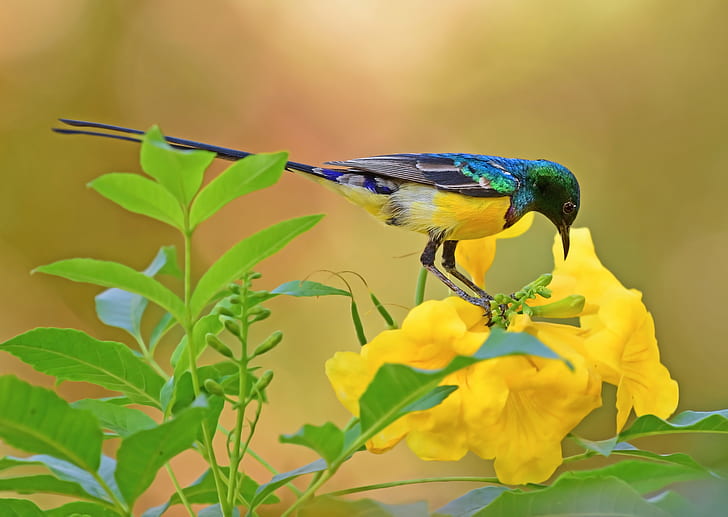 birds, colorful, plants, flowers, green, yellow, yellow flowers, HD wallpaper