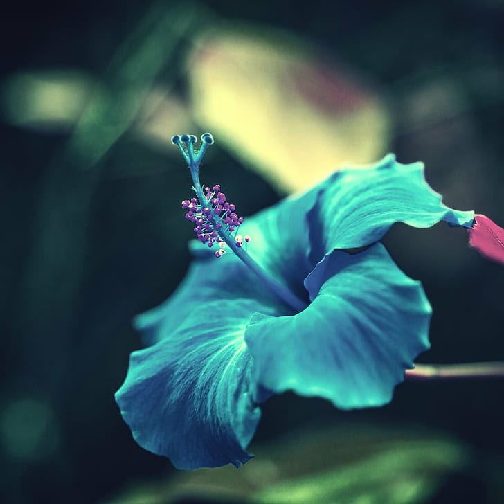 focus photo of teal flower, Attraction, California, Laguna Niguel
