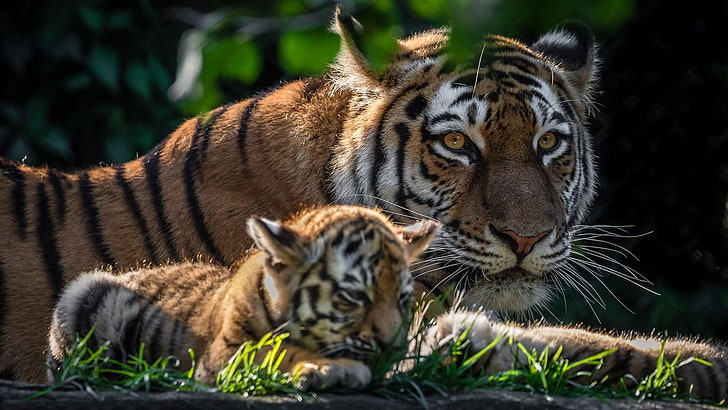 baby tiger, tiger baby, wildlife, cub, cute, big cats, wildlife photgraphy, HD wallpaper