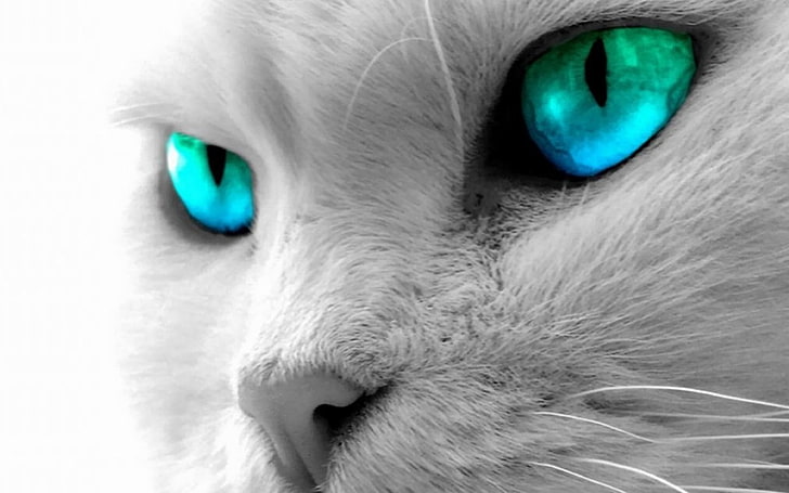 blue and green eyed cat, blue eyes, domestic, animal themes, pets