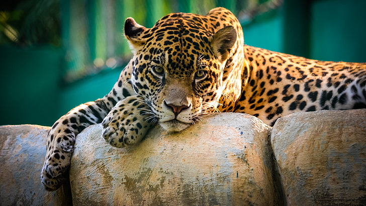 brown leopard, nature, animals, wildlife, cat, jaguars, feline, HD wallpaper