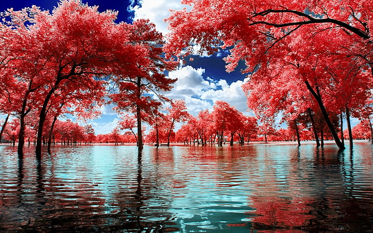 Cherry Blossom trees, nature, landscape, surreal, water, park, HD wallpaper