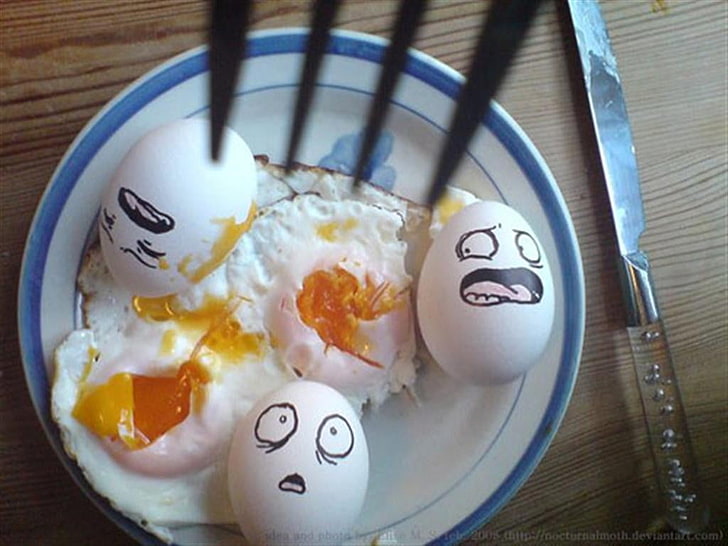 three white eggs, humor, food, animal Egg, egg Yolk, cultures, HD wallpaper