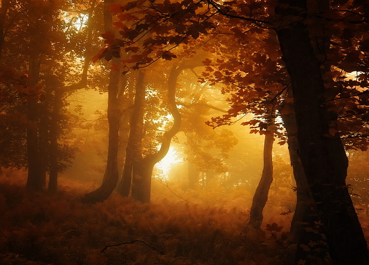 brown trees, nature, forest, mist, leaves, fall, landscape, amber, HD wallpaper
