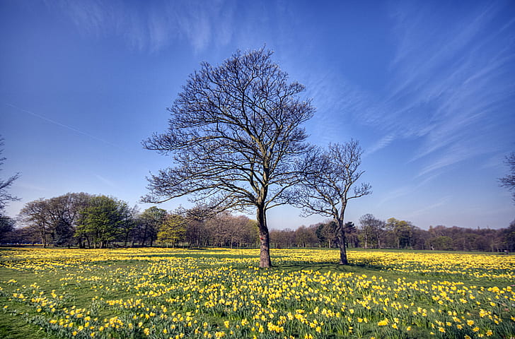 leafless tree on yellow petaled flower field during daytime, Field of Hope, HD wallpaper