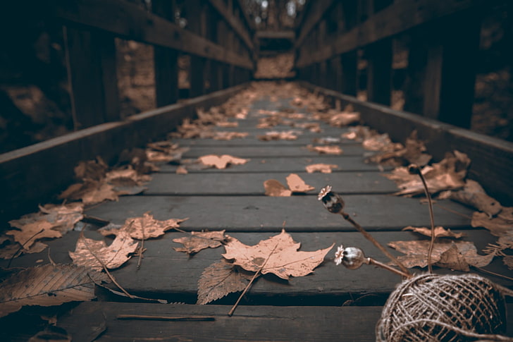withered brown leaves, worms eye view photography of brown wooden dock