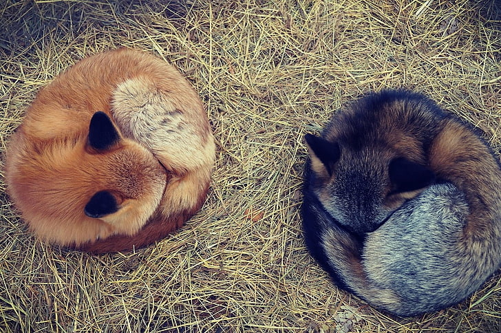 two brown and black foxes, two brown and black foxes sleeping on brown grass during daytime