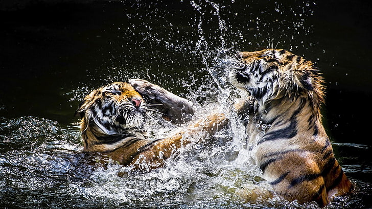 fight, big cats, tiger, wildlife, wild animals, water, drops, HD wallpaper