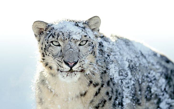 nature, snow leopards, animals, big cats, leopard (animal), HD wallpaper