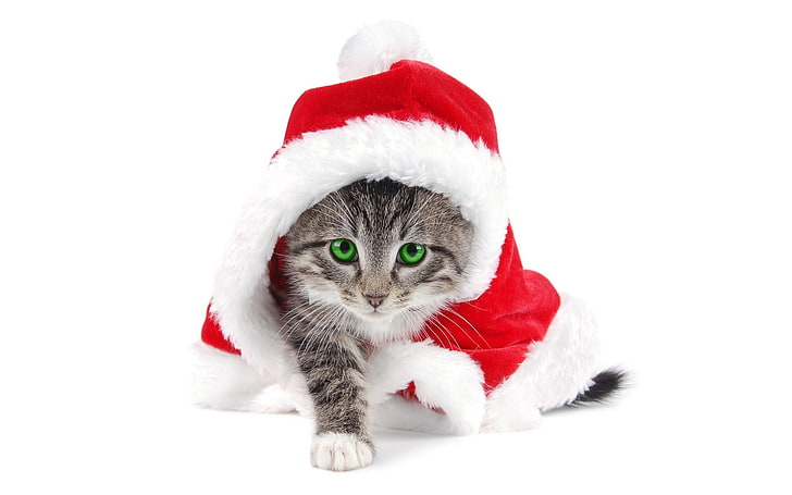 gray kitten, Christmas, cat, mammal, animal themes, domestic animals, HD wallpaper