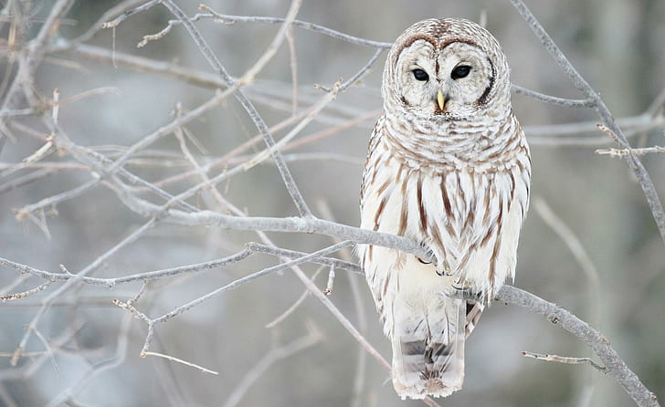 White Owl In Winter, tree, bird, animal, feathers, raptor, season