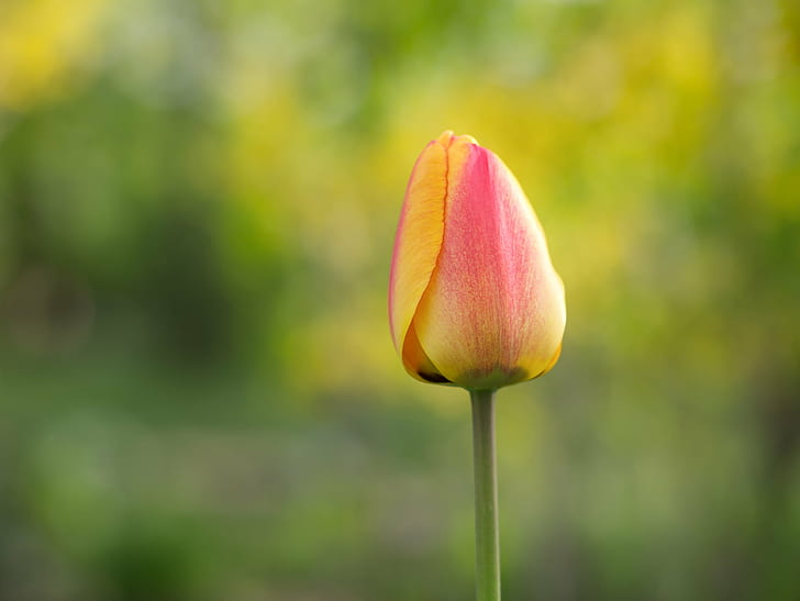 depth of field photography of red petaled flower, tulip, straight, HD wallpaper