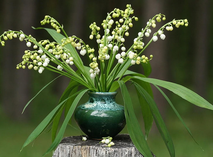 white lily-of-the-valley flowers centerpiece, lilys of the valley, HD wallpaper