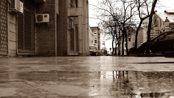 brown bare trees, cityscape, building, sepia, street, wet street