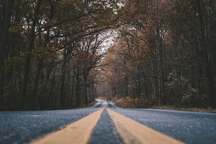 asphalt, trees, road, worm's eye view, fall, HD wallpaper