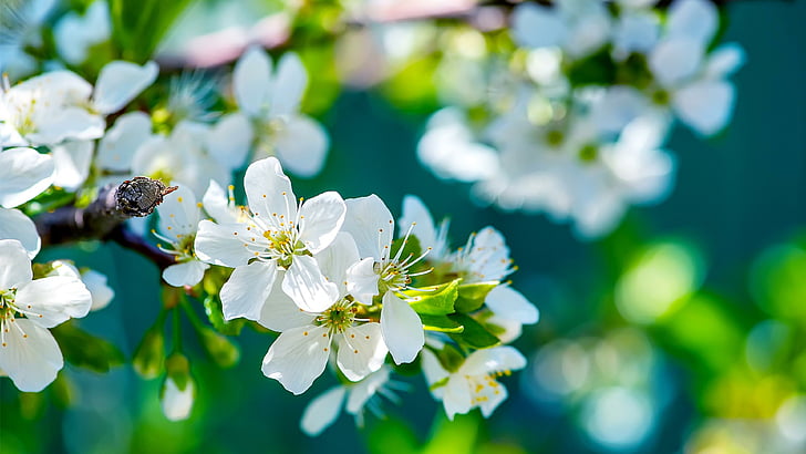 springtime, tree, blooming, flowery tree, blossom, HD wallpaper