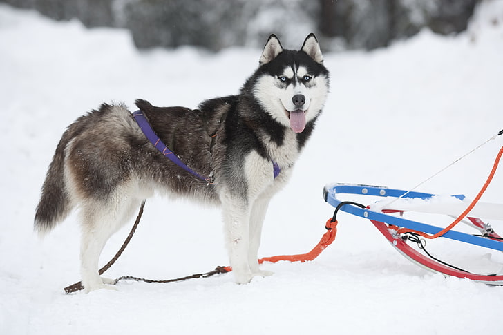 Siberian Husky, dog, sled, snow, sled Dog, winter, animal, nature, HD wallpaper