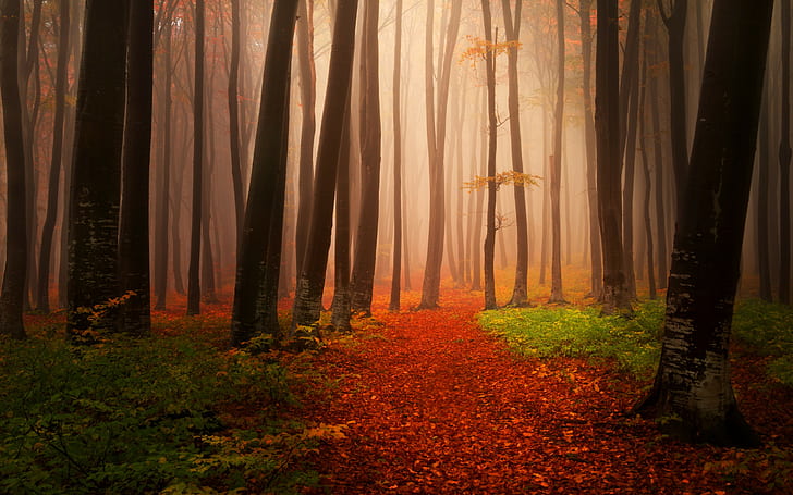 Forest landscape, Landscapes, Nature, Autumn, trees, fog, trail, HD wallpaper
