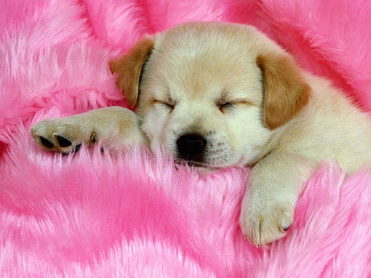 cute, dog, dogs, puppy, domestic, pets, mammal, canine, pink color, HD wallpaper