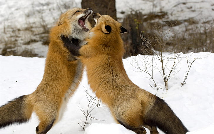 HD wallpaper: Foxes Fighting, Animals, amazing animals wallpapers,  beautiful animal wallpaper | Wallpaper Flare