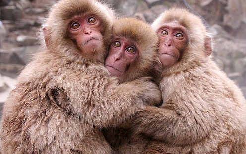 HD wallpaper: three brown monkeys, warm, kids, animal, wildlife, mammal,  primate | Wallpaper Flare
