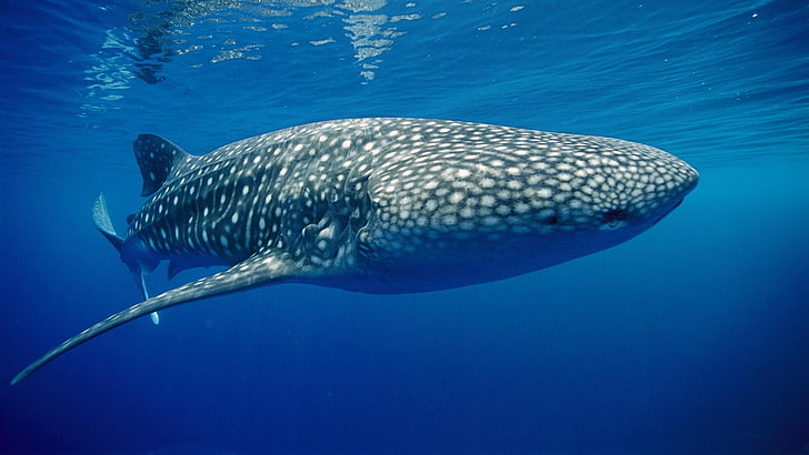 gray and white whale, animals, underwater, whale shark, blue, HD wallpaper